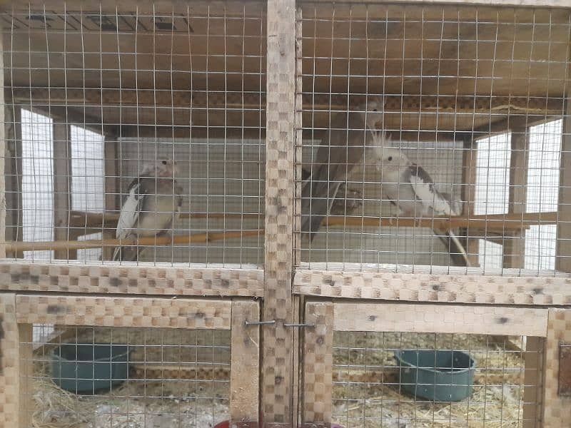 All parrot for sale 4