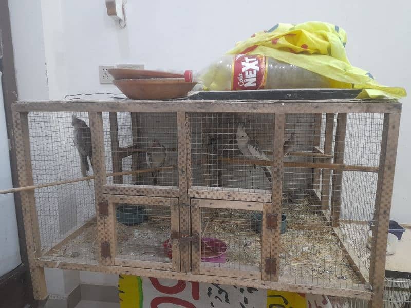 All parrot for sale 5