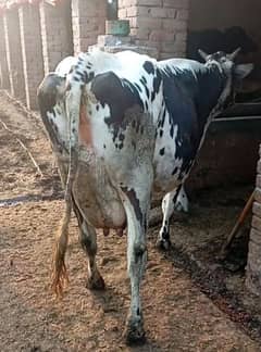 Friesian cow ,  ,sahiwal cross , cholistani cross gay