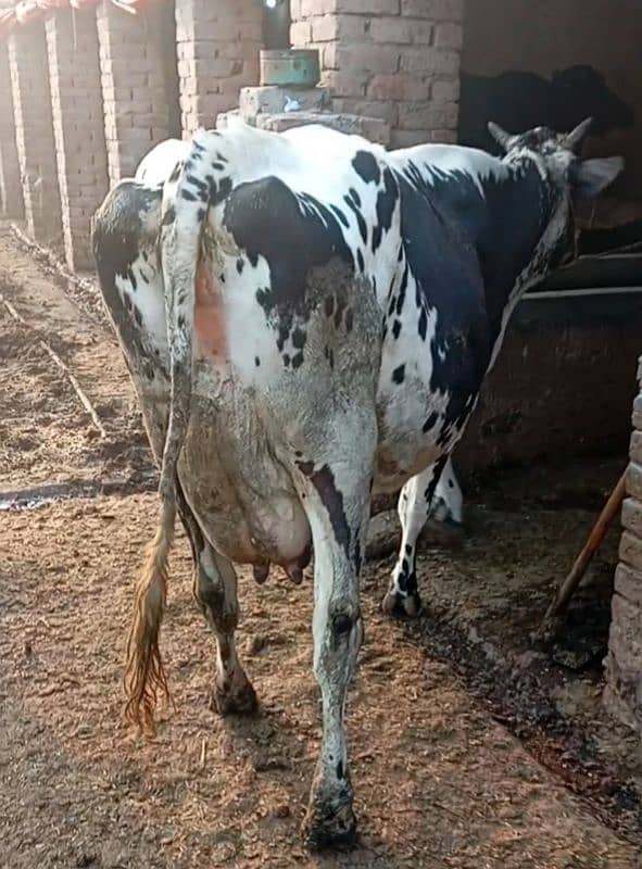 Friesian cow ,  ,sahiwal cross , cholistani cross gay 0