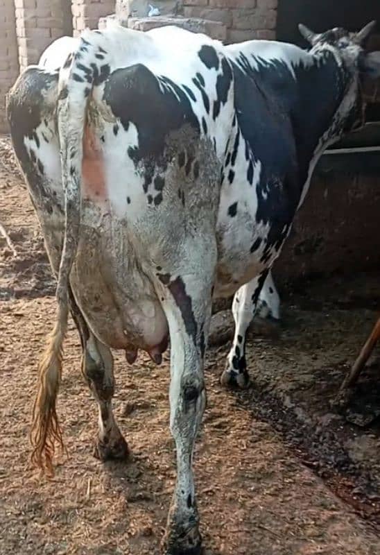 Friesian cow ,  ,sahiwal cross , cholistani cross gay 1