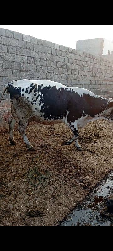 Friesian cow ,  ,sahiwal cross , cholistani cross gay 2