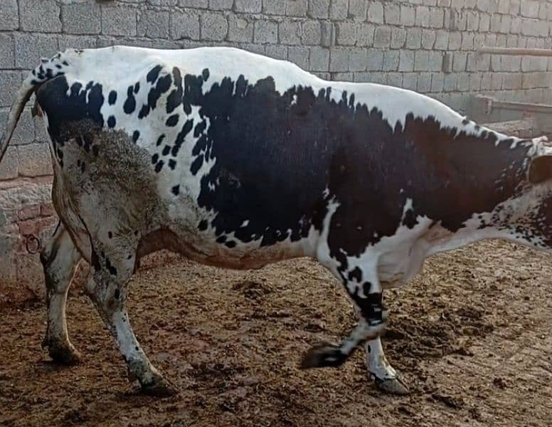 Friesian cow ,  ,sahiwal cross , cholistani cross gay 3