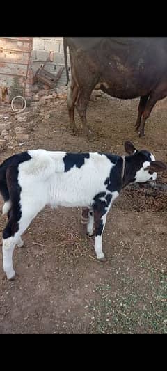 Friesian cow ,  ,sahiwal cross , cholistani cross gay