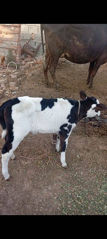 Friesian cow ,  ,sahiwal cross , cholistani cross gay 4