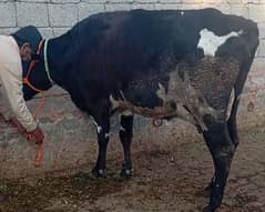 Friesian cow,sahiwal cross , cholistani cross. گائے