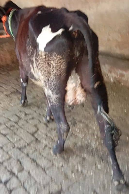 Friesian cow ,  ,sahiwal cross , cholistani cross gay 6