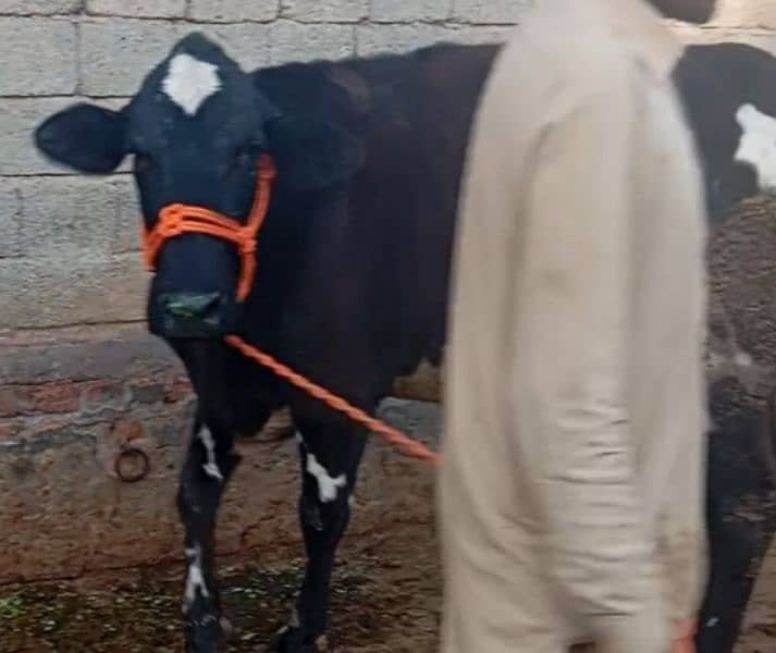 Friesian cow ,  ,sahiwal cross , cholistani cross gay 7