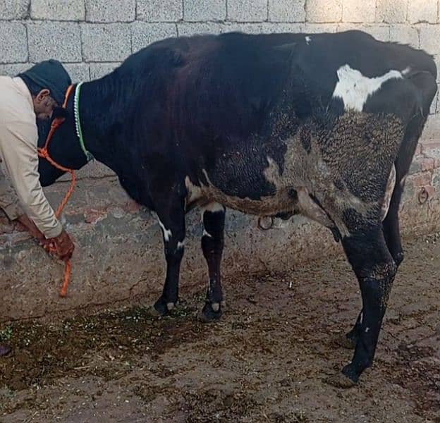 Friesian cow ,  ,sahiwal cross , cholistani cross gay 8