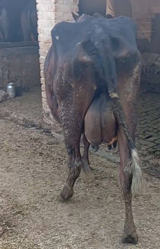 Friesian cow ,  ,sahiwal cross , cholistani cross gay 9