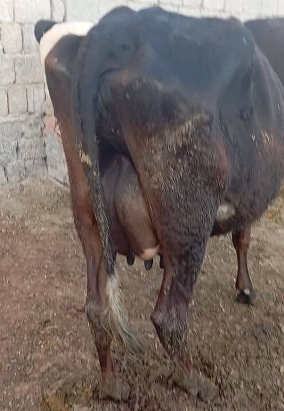 Friesian cow ,  ,sahiwal cross , cholistani cross gay 10