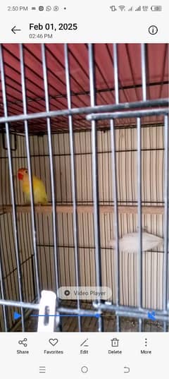 beautiful lovebirds set-up for urgent sale very reasonable price