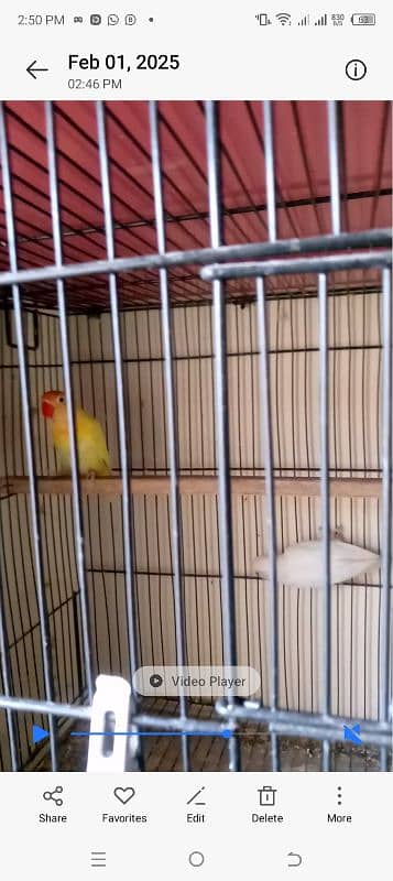 beautiful lovebirds set-up for urgent sale very reasonable price 0