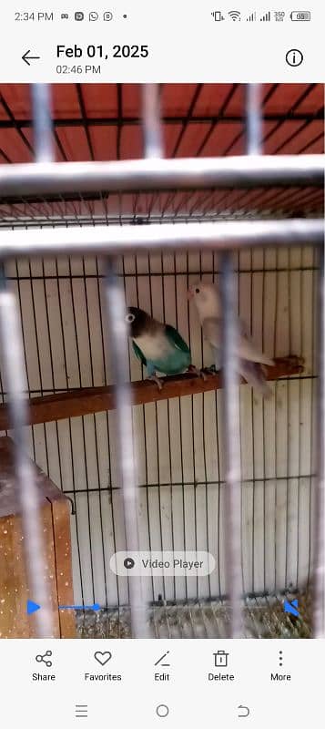 beautiful lovebirds set-up for urgent sale very reasonable price 2