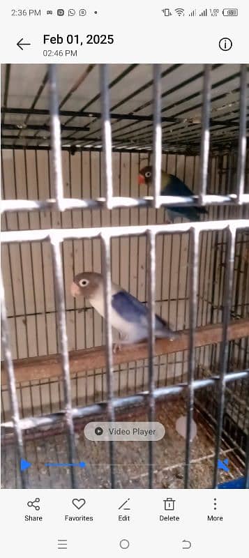 beautiful lovebirds set-up for urgent sale very reasonable price 3