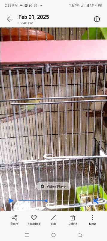 beautiful lovebirds set-up for urgent sale very reasonable price 4