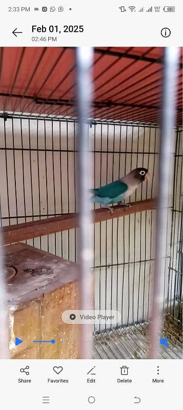 beautiful lovebirds set-up for urgent sale very reasonable price 6