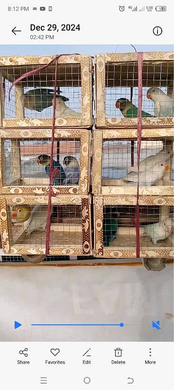 beautiful lovebirds set-up for urgent sale very reasonable price 7