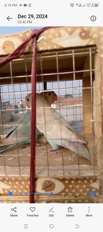 beautiful lovebirds set-up for urgent sale very reasonable price 9