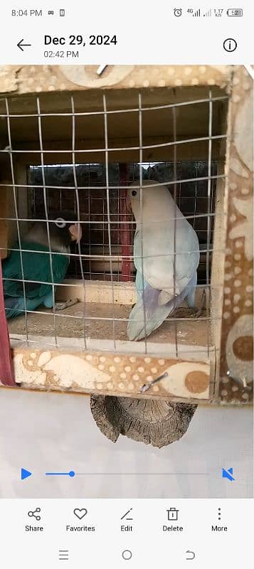 beautiful lovebirds set-up for urgent sale very reasonable price 10