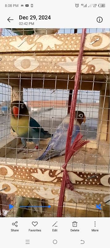 beautiful lovebirds set-up for urgent sale very reasonable price 11