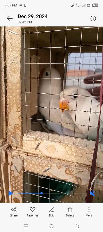 beautiful lovebirds set-up for urgent sale very reasonable price 13