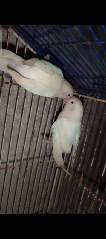 contact number: 03043313289 Albino lovebirds adult pair with 6 eggs 0