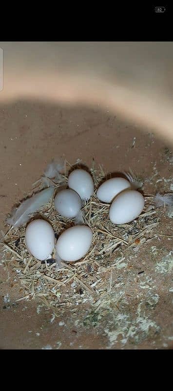 contact number: 03043313289 Albino lovebirds adult pair with 6 eggs 1