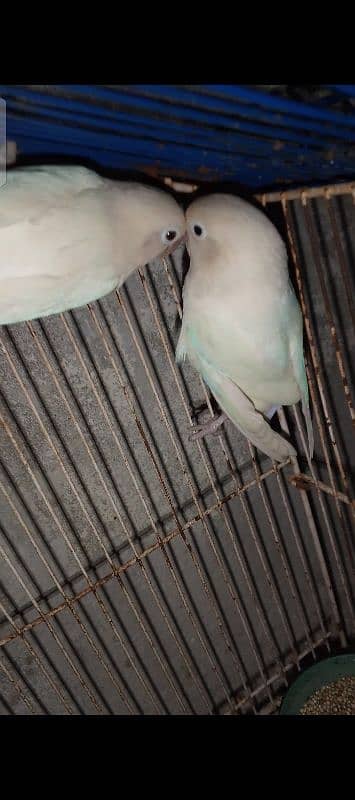 contact number: 03043313289 Albino lovebirds adult pair with 6 eggs 2