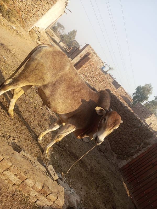 Male cow for sell for Eide 0