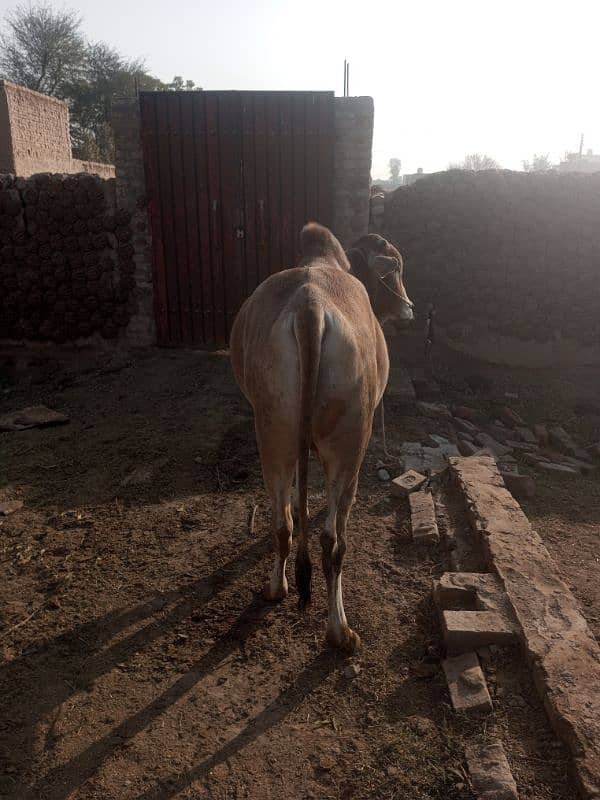 Male cow for sell for Eide 1