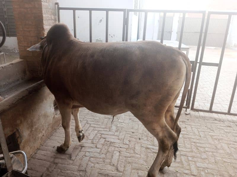 Male cow for sell for Eide 4