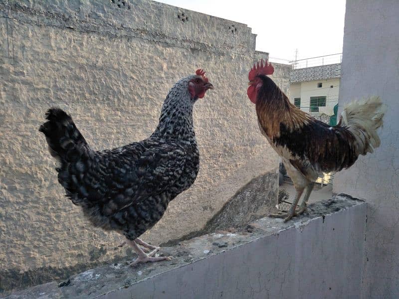 pair of desi hens 0