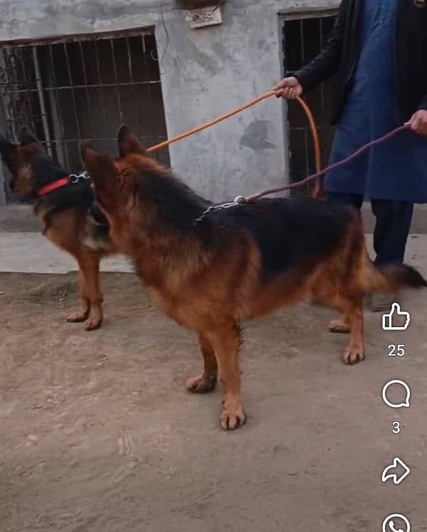 Pedigree German Shepherd show winner Male Top of the Line 2