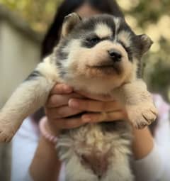 Husky