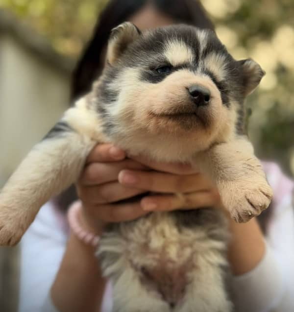 Husky puppies for sale 0