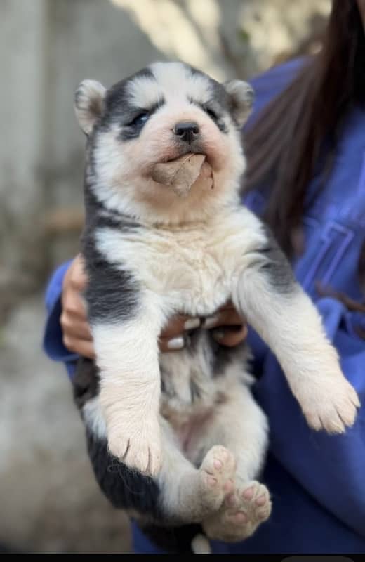 Husky puppies for sale 1