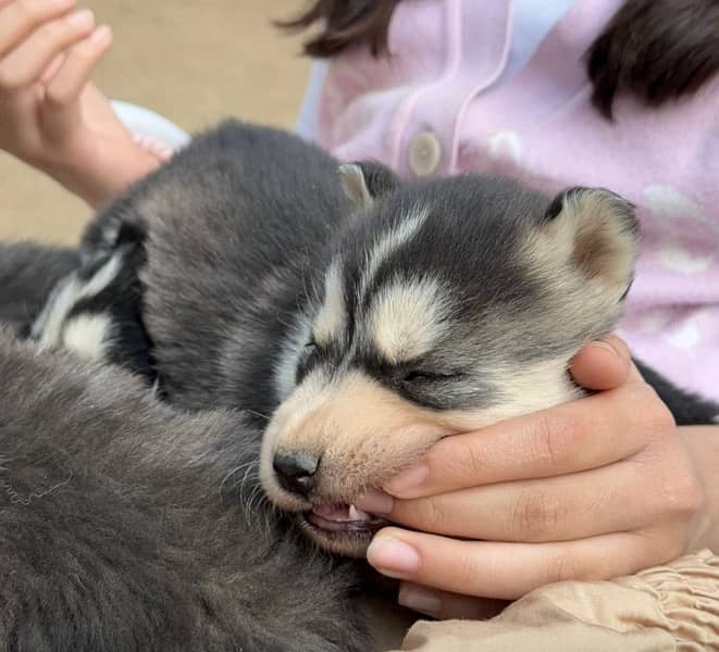 Husky puppies for sale 2