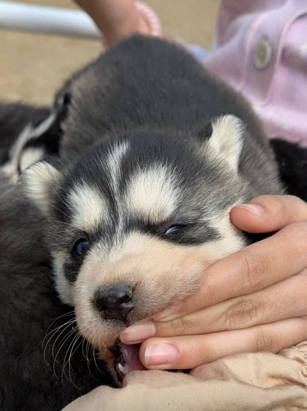 Husky puppies for sale 3