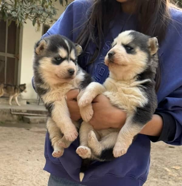 Husky puppies for sale 4