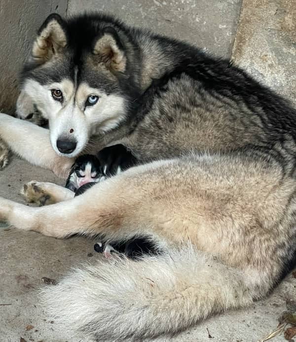 Husky puppies for sale 5