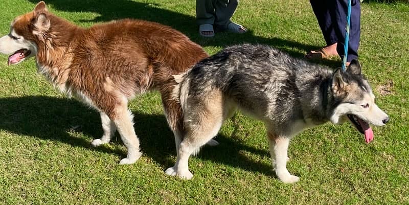 Husky puppies for sale 7