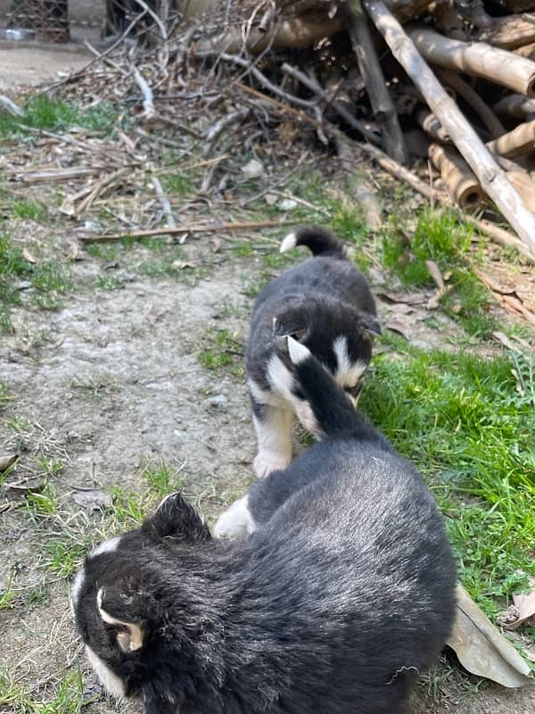 Husky puppies for sale 10