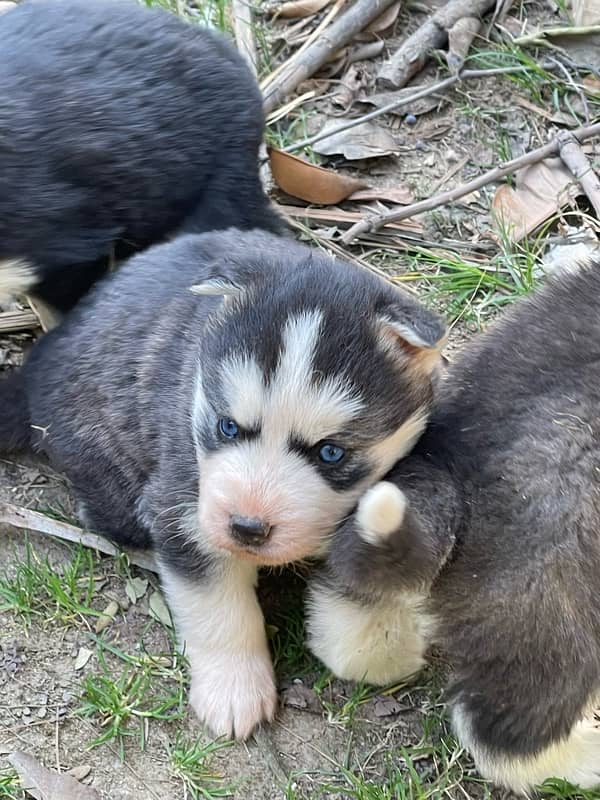 Husky puppies for sale 11