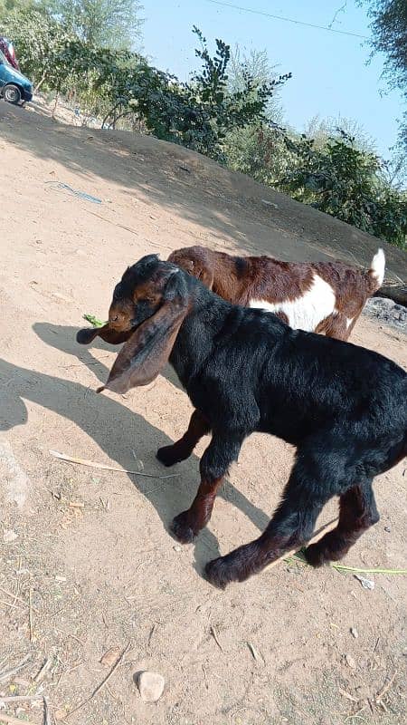 Bakra for sale for 2026 4