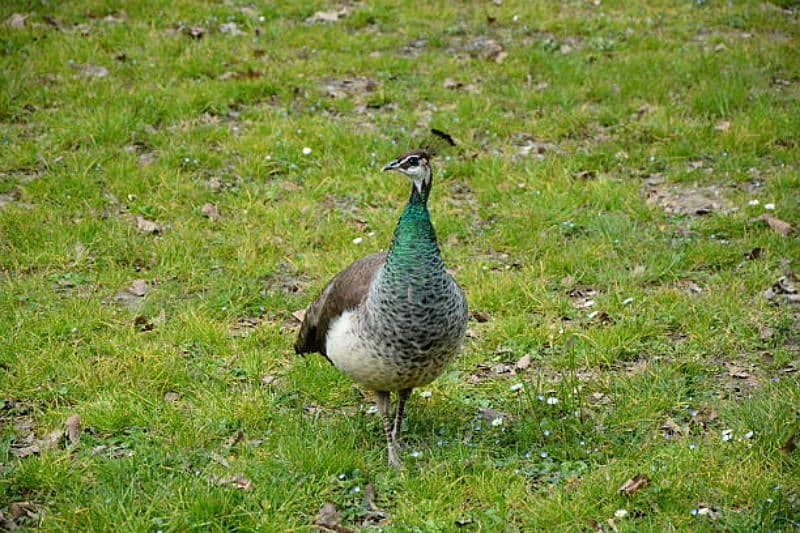 blue shoulder breeder peahen 1