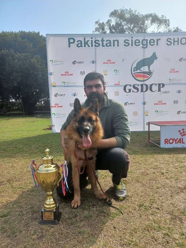 Pedigree German Shepherd show winner Male Top of the Line 0