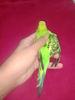 ,bugies male, cocktail or lovebird breeding box