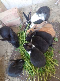 9 Rabbits for sale