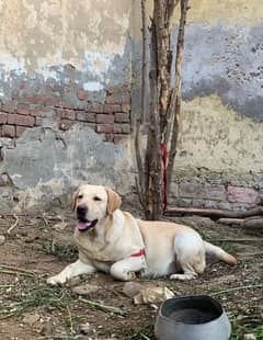 labrador female